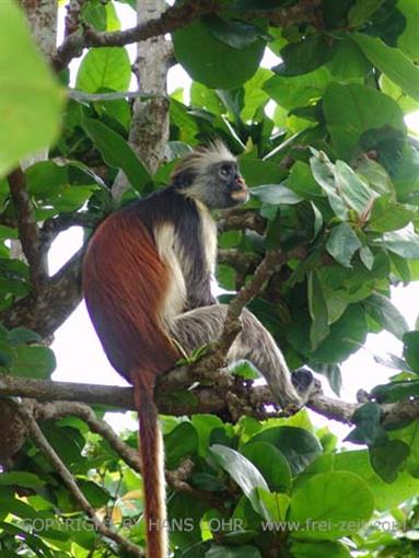 Monkeys and mangroves on Zanzibar, DSC06929b